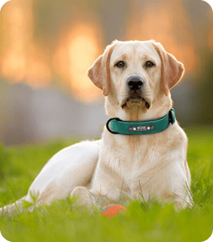 Collars