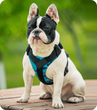 Harnesses