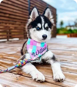 Bandanas